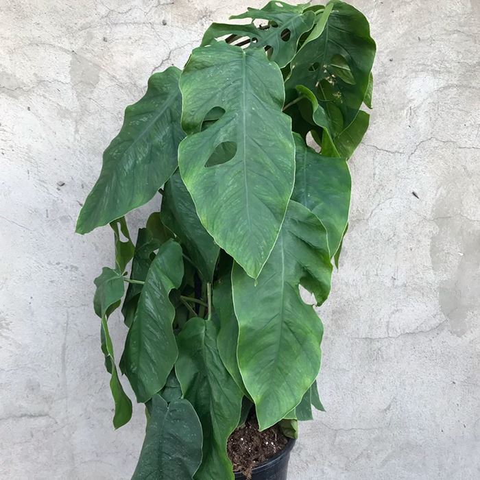monstera dubia for sale