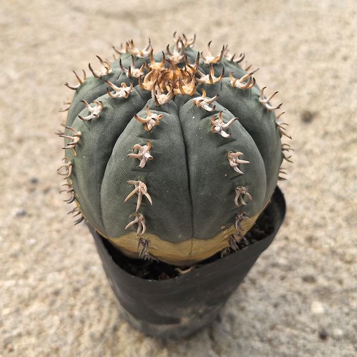 Gymnocalycium Spegazzinii Var.unguispinum