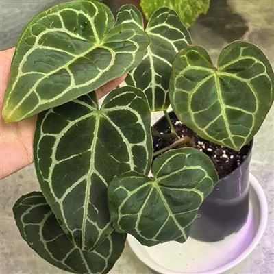 Anthurium Crystallinumturtle