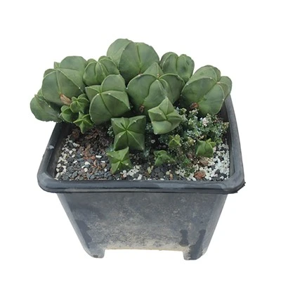 Astrophytum Myriostigma Prolifera