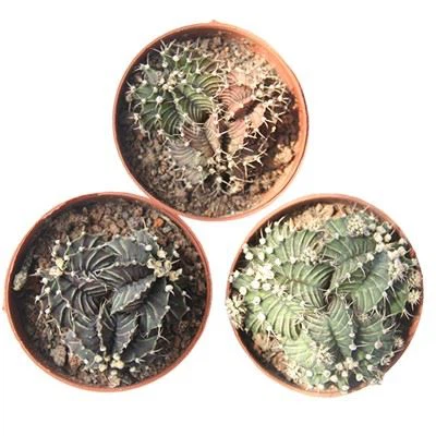 Gymnocalycium Stenopleurum